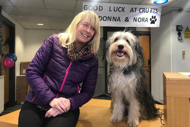 Donna Surtees and Nora the Bearded Collie are headed to Crufts.