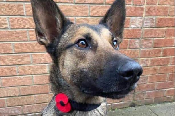 Northumbria Police dog Roxy has been praised for helping with inquiries into the burglary at a Sunderland home.