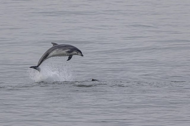 Dolphins were seen flying out of the water.