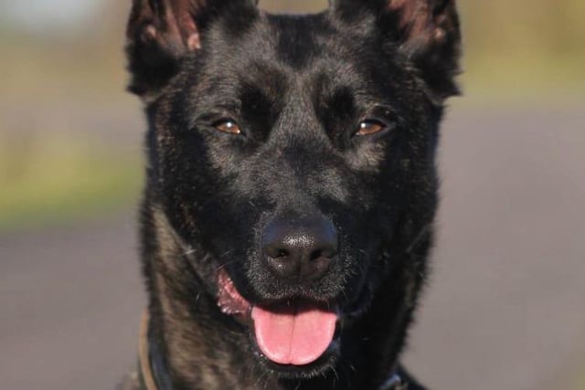DeeDee, and her handler, successfully passed their annual re-licensing at the end of last year.