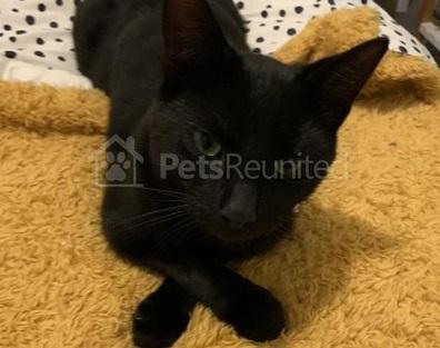 Owners offer a £30 reward for three-year-old Ringo who disappeared from his home at Elkas Rise, Quarry Hill Road, Ilkeston, on November 3, 2019.