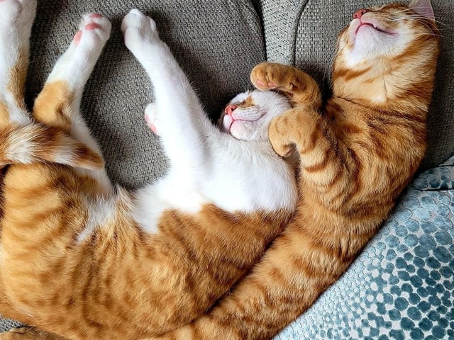 Teddy and Milo catch 40 winks and enjoy a cuddle too.