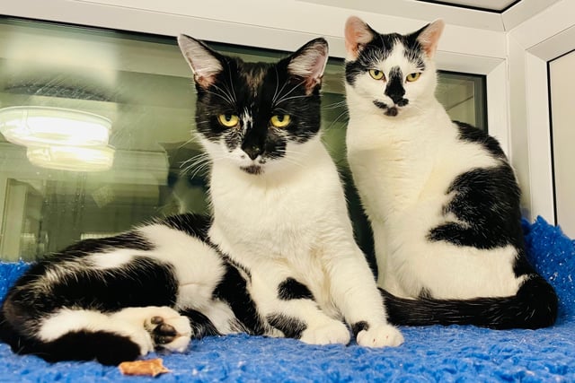 Cally and Pongo are a close pair looking for a home together. They came to the centre from a multi-cat household where they didn’t receive the socialisation they craved so are looking for it now.