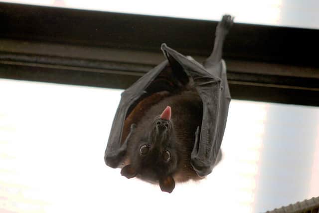 You can see bats for yourself at Washington Wetland Centre.
