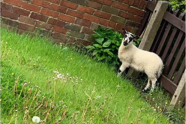 The lamb was found in Ryhope this morning before police took it to a nearby farm.