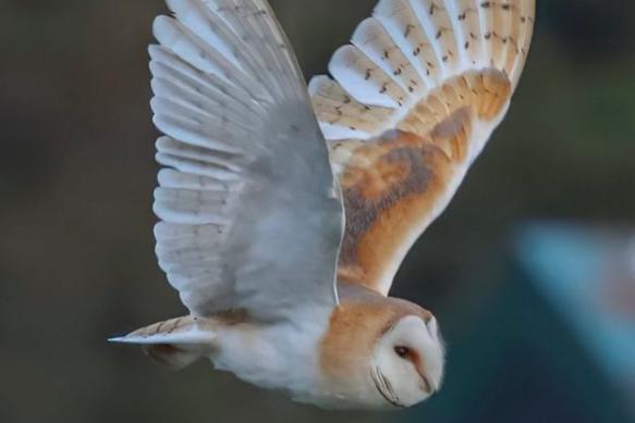This magnificent barn owl was photographed by @george_varley_1981