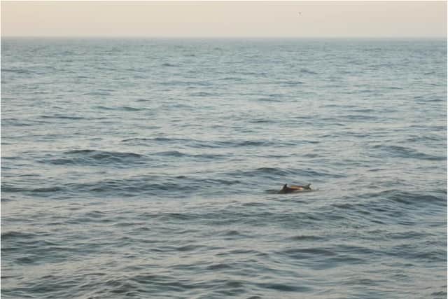 A pair of dolphins made an appearance in Roker. (Photo by Gill Helps)