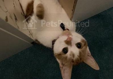 Owners are offering a £500 reward for the safe return of this  two-year-old ginger and white male who went missing in Riddings on December 7.