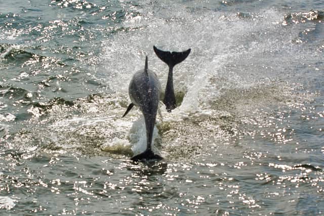 Two dolphins playing