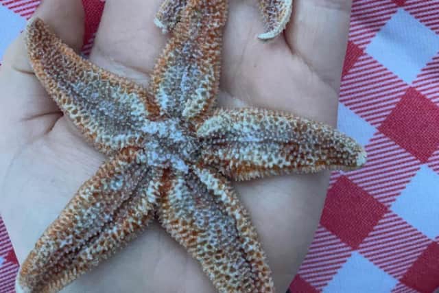 Laura said she spotted mostly starfish./Photo: Laura Shemmings