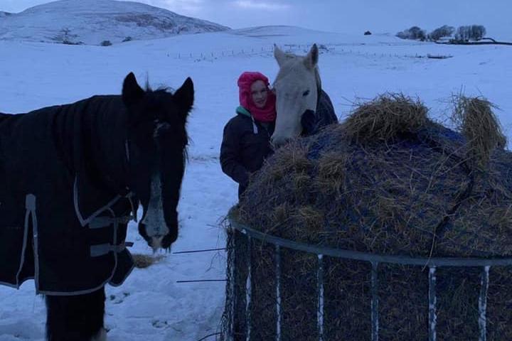 Keeping the horses well fed. Picture: Emily Robson