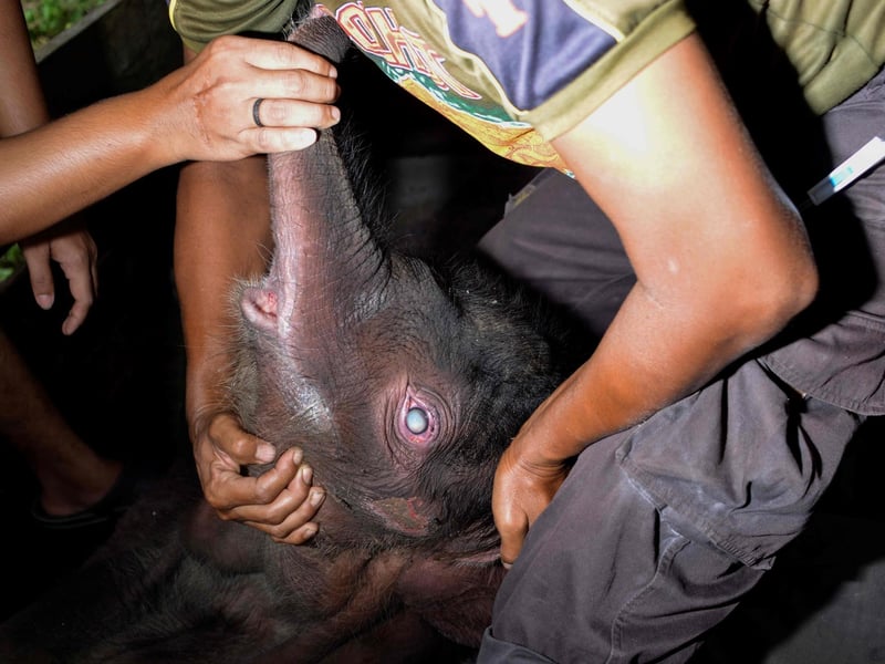 A Sumatran elephant calf receives medical attention at the Saree elephant conservation centre in Saree, Aceh province on February 15, 2021, following the three week-old pachyderm's rescue in Pidie district after being stuck in mud.