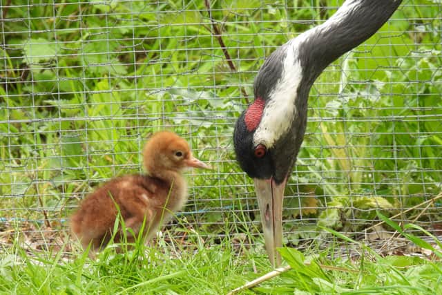 The baby crane is the first the Wetland centre has seen in its 46 years.