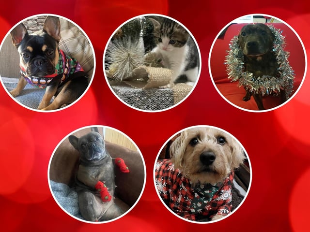 The Christmas prep is underway and we're excited to meet our first line-up of Santa Paws stars for 2022. Come on down ...