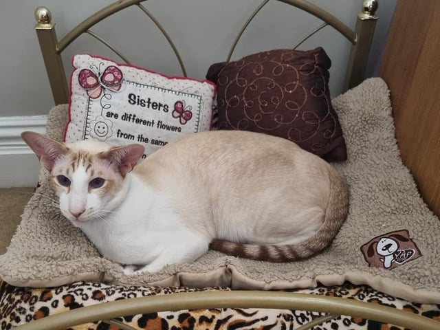 Raistlin gets cosy for a relaxing evening ahead.