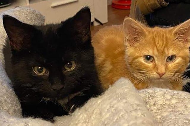 These four-month-old brothers were born outside and brought into the rescue at around eight weeks old. Because they missed the early socialisation window they are nervous of strangers but in a quiet home with experienced people will come on beautifully.