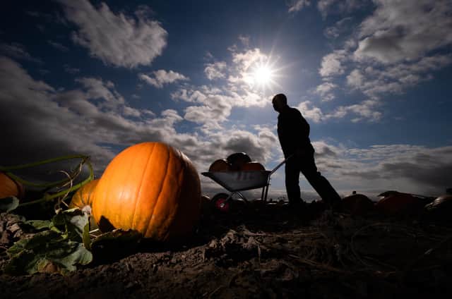 Pumpkin picking is a Halloween tradition