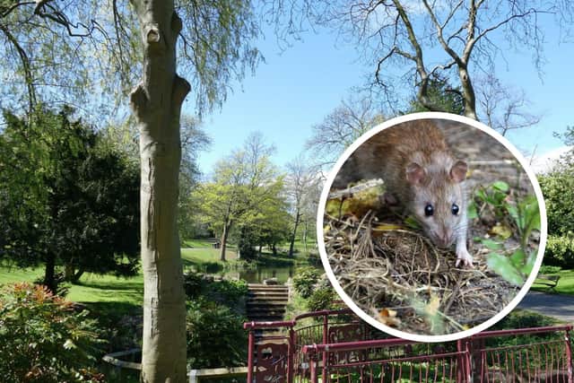 Rats have been reported at Barnes Park