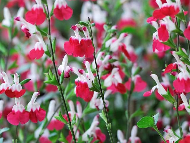 The inimitable ‘Hot Lips’ with its red and white flowers is a hardy, compact, scented, bushy plant
