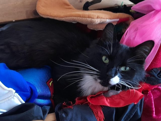 The cat's pyjamas! Puska Duski gets comfortable amongst the clothes.