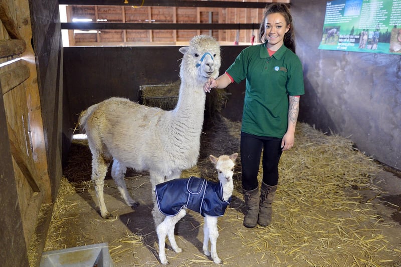 At the family farm near Shirebrook you can meet a pygmy goat, a skunk and the new alpaca arrivals.