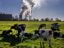 Cows gather near the coal-fired power station in Niederaussem, Germany, Sunday, Oct. 24, 2021. The climate change conference COP26 will start on Sunday in Glasgow.(AP Photo/Michael Probst)