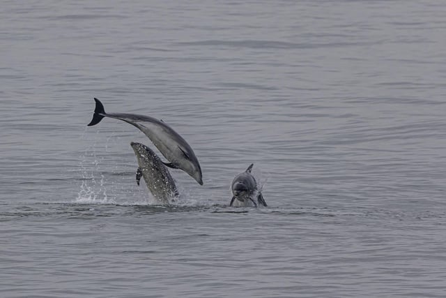 The dolphins were spotted near a fishing boat named Isabella.