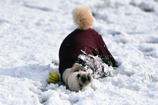 Having fun at Callendar Park in the snow is Ella, a Lhasa Apso.