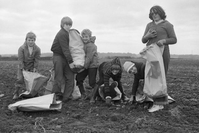 Out potato picking during the school half term in 1979. Is it still a part of Wearside and County Durham life?