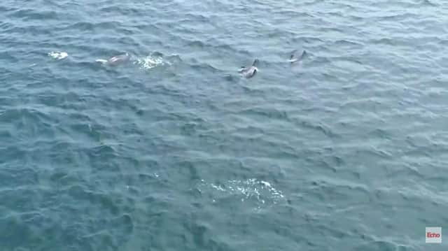 Echo reader Brian Priest captured stunning footage of dolphins swimming off the coast of Sunderland.