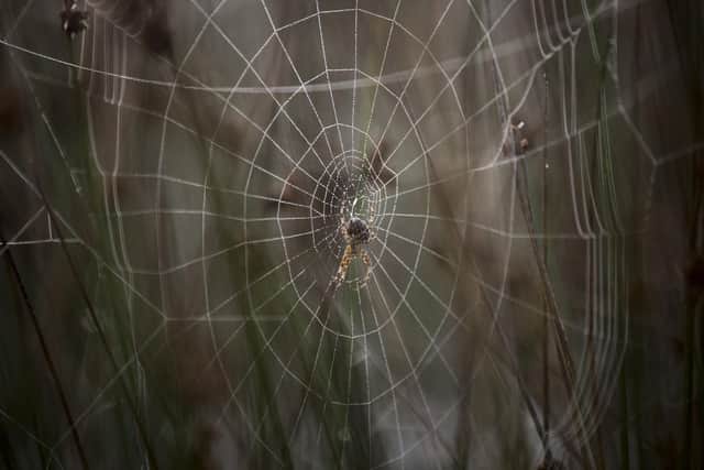 Spider Season: When are spiders most likely to enter UK homes and how can you prevent them? (Photo by Rob Stothard/Getty Images)