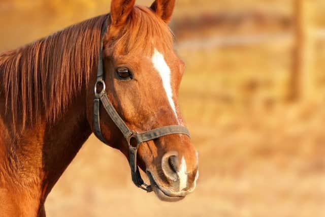 Stock image of a horse, c/o Pixabay.