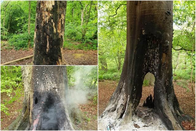 Trees that have been deliberately set on fire in Blakeney Woods in Sunderland. Photo by Tyne and Wear Fire and Rescue Service.