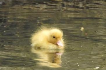 Incredibly adorable little duckling. From @popplemichael