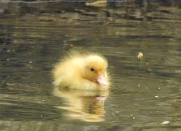 Incredibly adorable little duckling. From @popplemichael