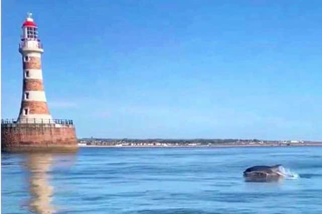 Dolphins have been spotted off Roker Pier in recent weeks. Photo taken from footage by Donna Louise Hodgson.