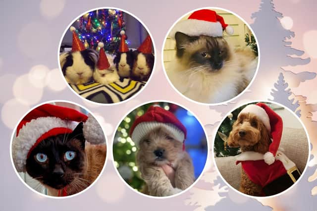Celebrating Christmas across the North East with your Santa Paws pet pictures.