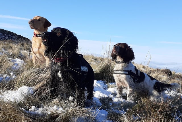 Labrador Buddy, Springer Spaniel Ruby and Cocker Spaniel Willow are part of the Drugs Cash Weapons search dog team, and are skilled in searching buildings, vehicles and open areas.