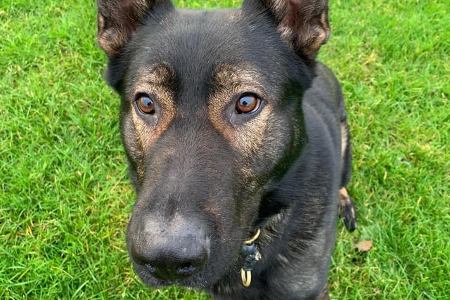 Police dog Hector here passed his firearms support course in 2018, which allows him to help support armed officers, helping search buildings and other locations.