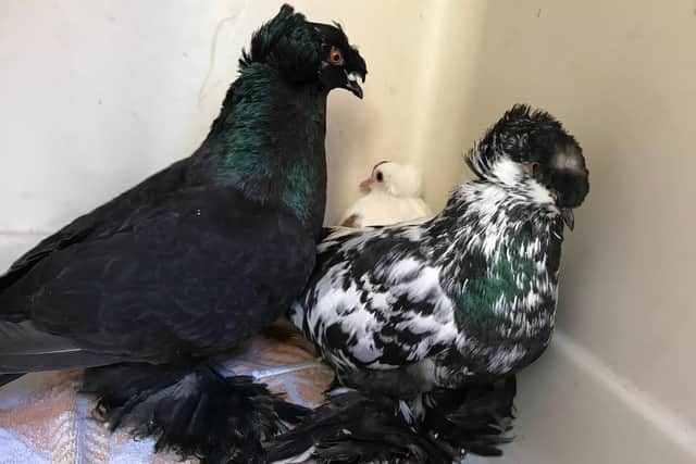 The RSPCA are now appealing for help in tracing the owner of the pigeons.