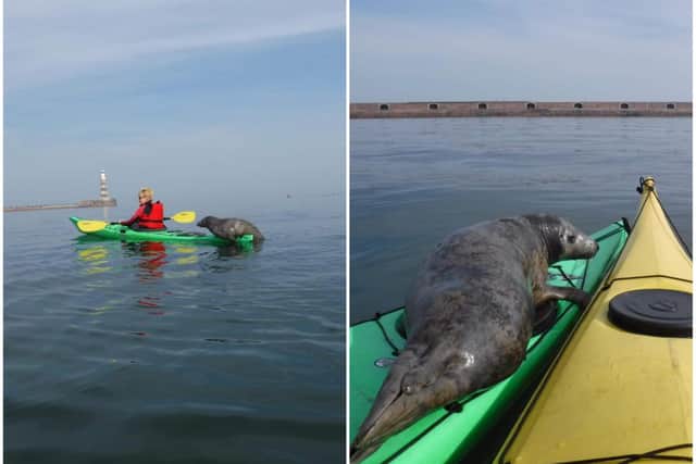 The seal climbed on the back of Denise Walter's kayak on Tuesday, September 15. Photos by Mike from Adventure Sunderland.