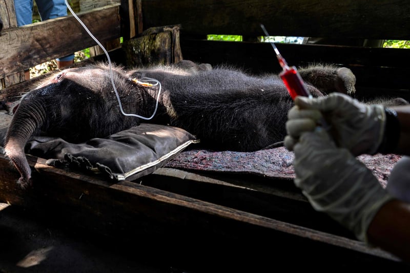 A Sumatran elephant calf receives medical attention at the Saree elephant conservation centre in Saree, Aceh province on February 15, 2021, following the three week-old pachyderm's rescue in Pidie district after being stuck in mud.