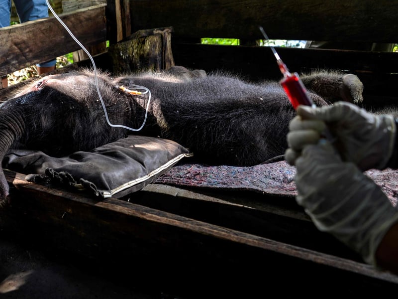 A Sumatran elephant calf receives medical attention at the Saree elephant conservation centre in Saree, Aceh province on February 15, 2021, following the three week-old pachyderm's rescue in Pidie district after being stuck in mud.
