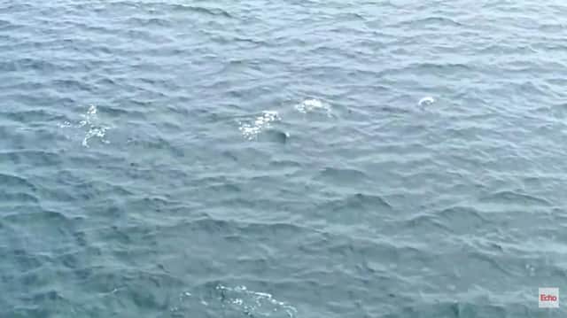 Echo reader Brian Priest captured stunning footage showing a pod of dolphins swimming off the coast of Sunderland.