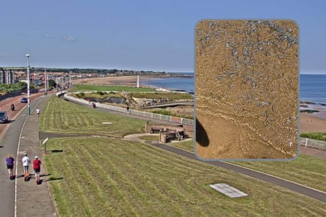 An image from Sunderland City Council's webcam shows the sun shining on the coast of the city today, while Ayla Malia shared photo of sand eels she saw on the beach at Whitburn Bents.