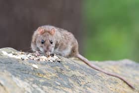Sunderland City Council is scrapping fees for domestic pest control call outs for a period of 12 months.