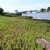 The scheme aims to provide new habitat for river wildlife.