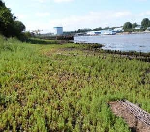 The scheme aims to provide new habitat for river wildlife.