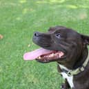 This is not one of the actual dogs, but two Staffordshire bull terriers called Marshall and Millions were gunned by police in London.