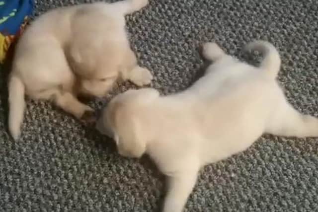 Cosmo tries his best to play with his sister despite being unable to walk.